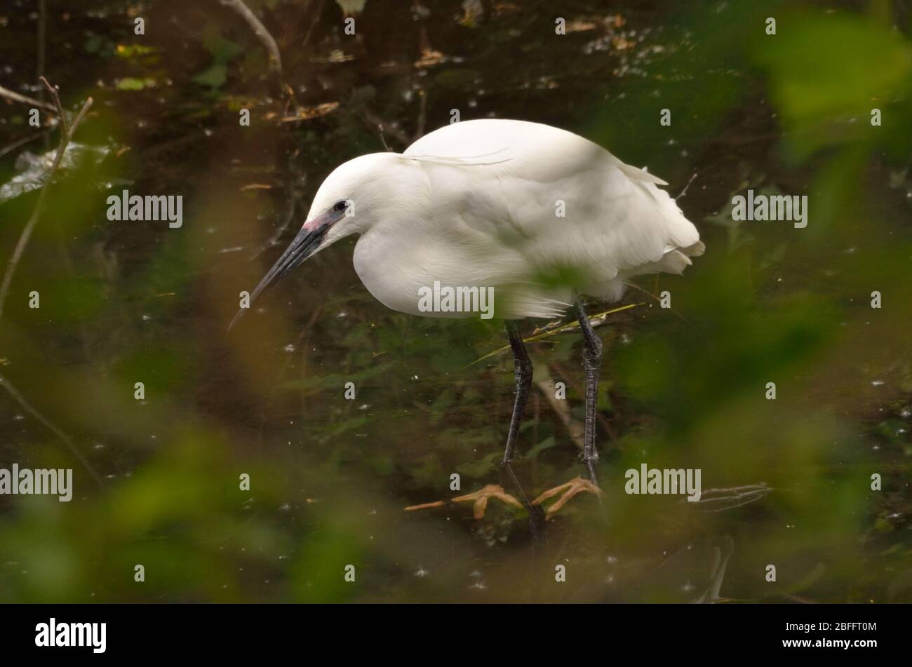 piccolo uccello egret che guadi in acqua poco profonda di stagno in cerca di cibo. Foto Stock