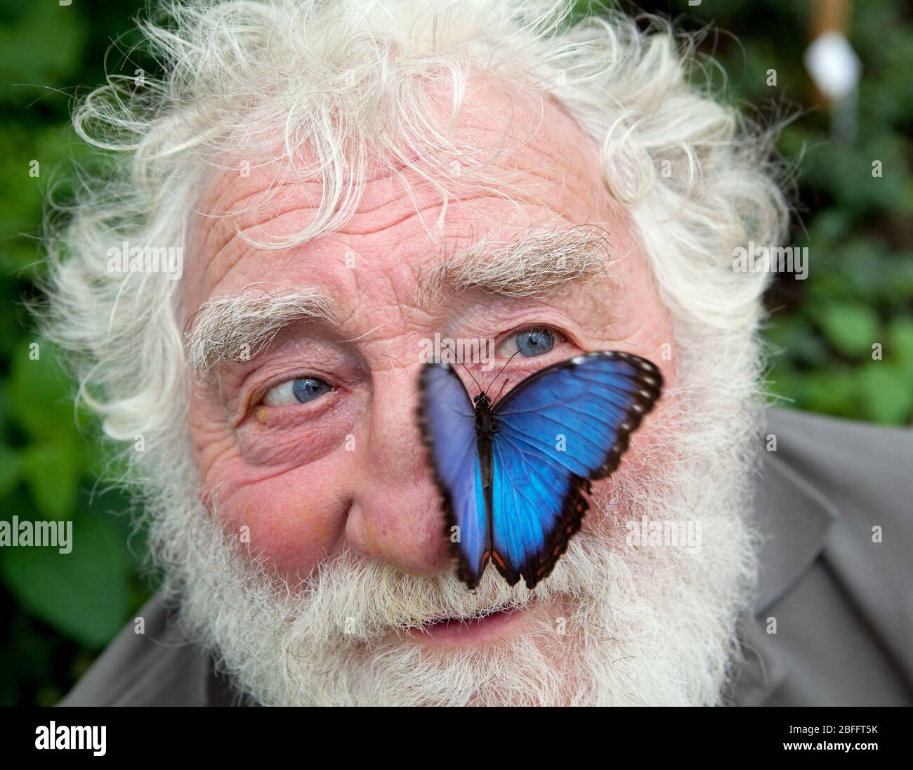 David Bellamy nel prato internazionale di fiori selvatici sono cresciuti nella prima fase del mondo Butterfly, vicino a St Albans, per attirare farfalle e. Foto Stock