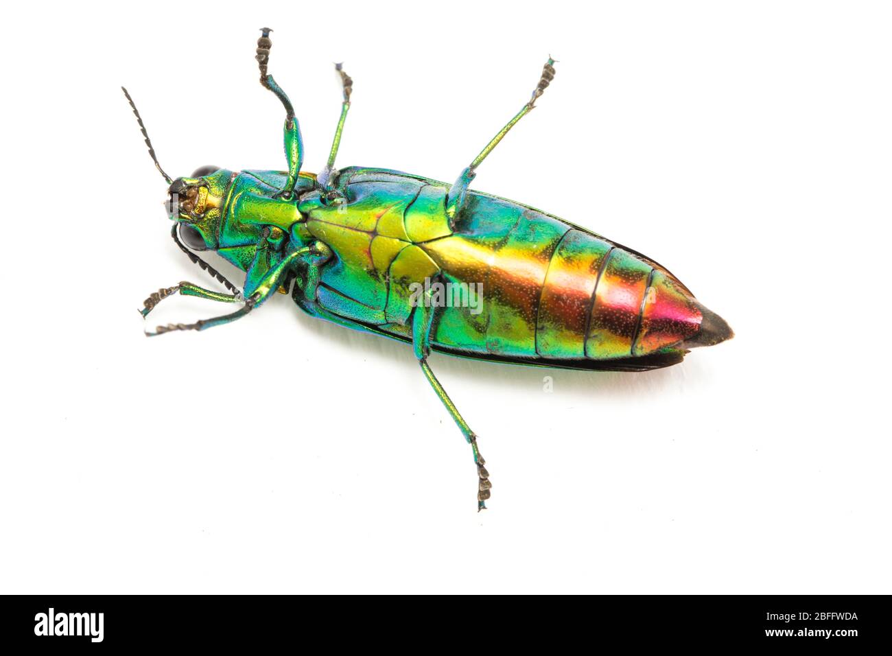 Betle gioiello (Crisochroa fulminans) isolato su sfondo bianco. Foto Stock