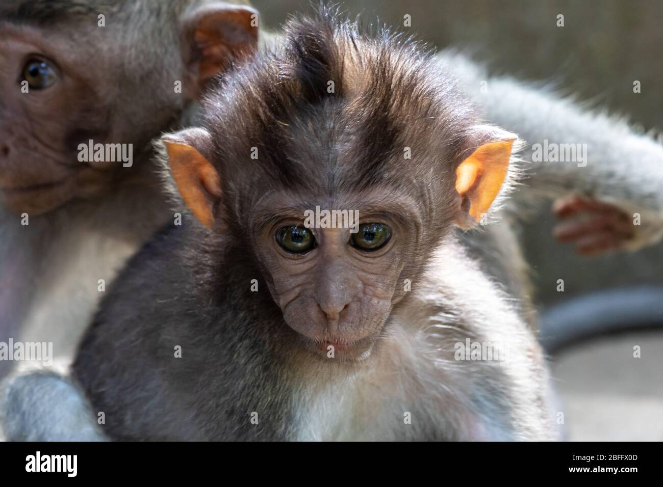 Ritratto di primo piano di Baby Macaque Balinese scimmia a coda lunga a Ubud, Bali, Indonesia. Foto Stock