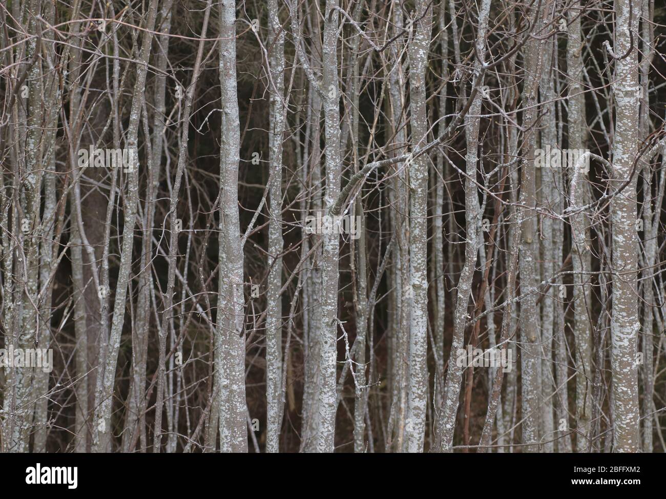 Giovani tronchi di faggio allineati parallelo edificio foresta scura. Foto Stock