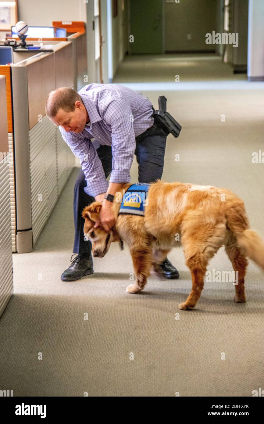 Indossando la giacca ufficiale, un cane di conforto interagisce con il personale del dipartimento di polizia di Hawthorne, California. Nota pistola. Foto Stock