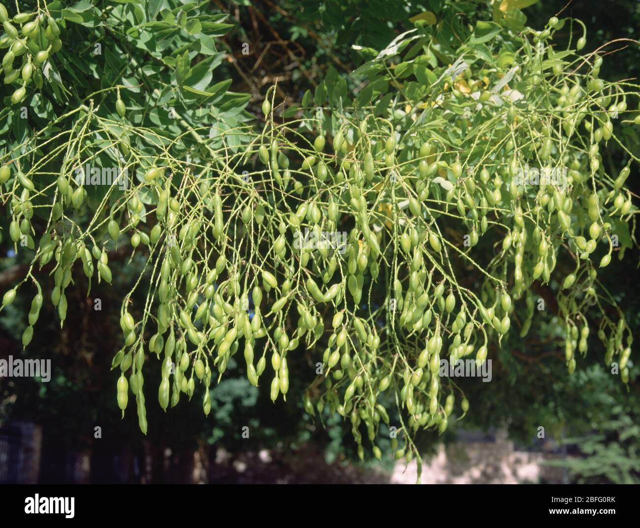 ACACIA ROSADA DENOMINADA ROBINIA HISPIDA CON FRUTOS. Posizione: ESTERNO. BRIHUEGA. Guadalajara. SPAGNA. Foto Stock