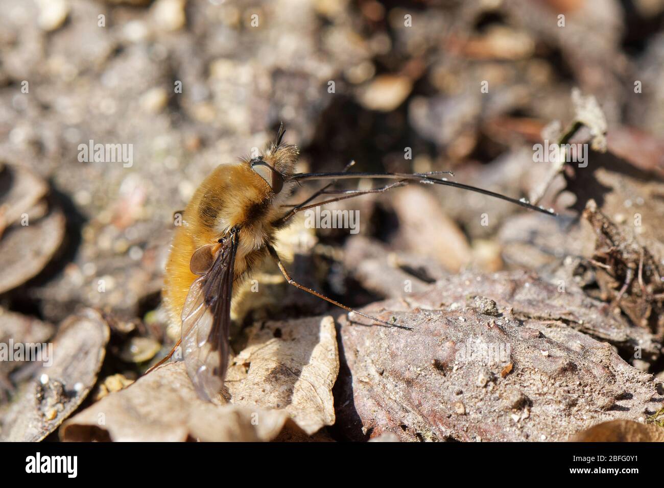 Volo di ape comune (Bombylius maggiore) che estende e pulisce i suoi proboscis lunghi come si riposa sulla lettiera delle foglie, giardino di Wiltshire, Regno Unito, marzo. Foto Stock