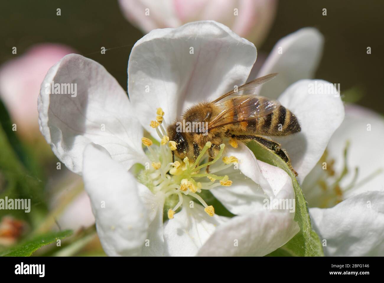 Miele ape (Apis mellifera) nettaring su un granchio mela (Malus Pwus) fiore in un giardino, Wiltshire, Regno Unito, aprile. Foto Stock