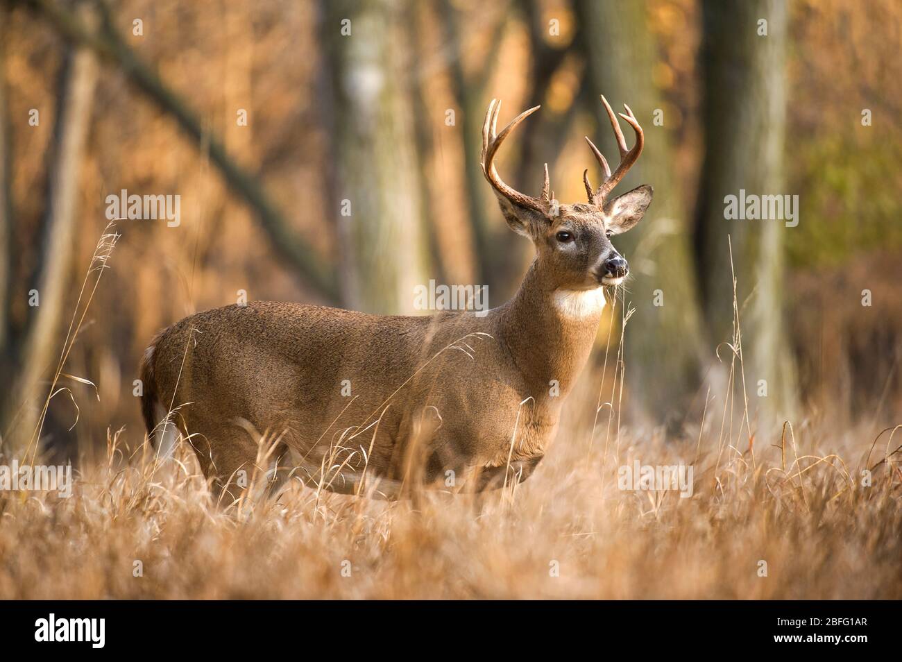 Cervo dalla coda bianca, buck (Odocoileus virginianus), Nord America orientale, di Dominique Braud/Dembinsky Photo Assoc Foto Stock