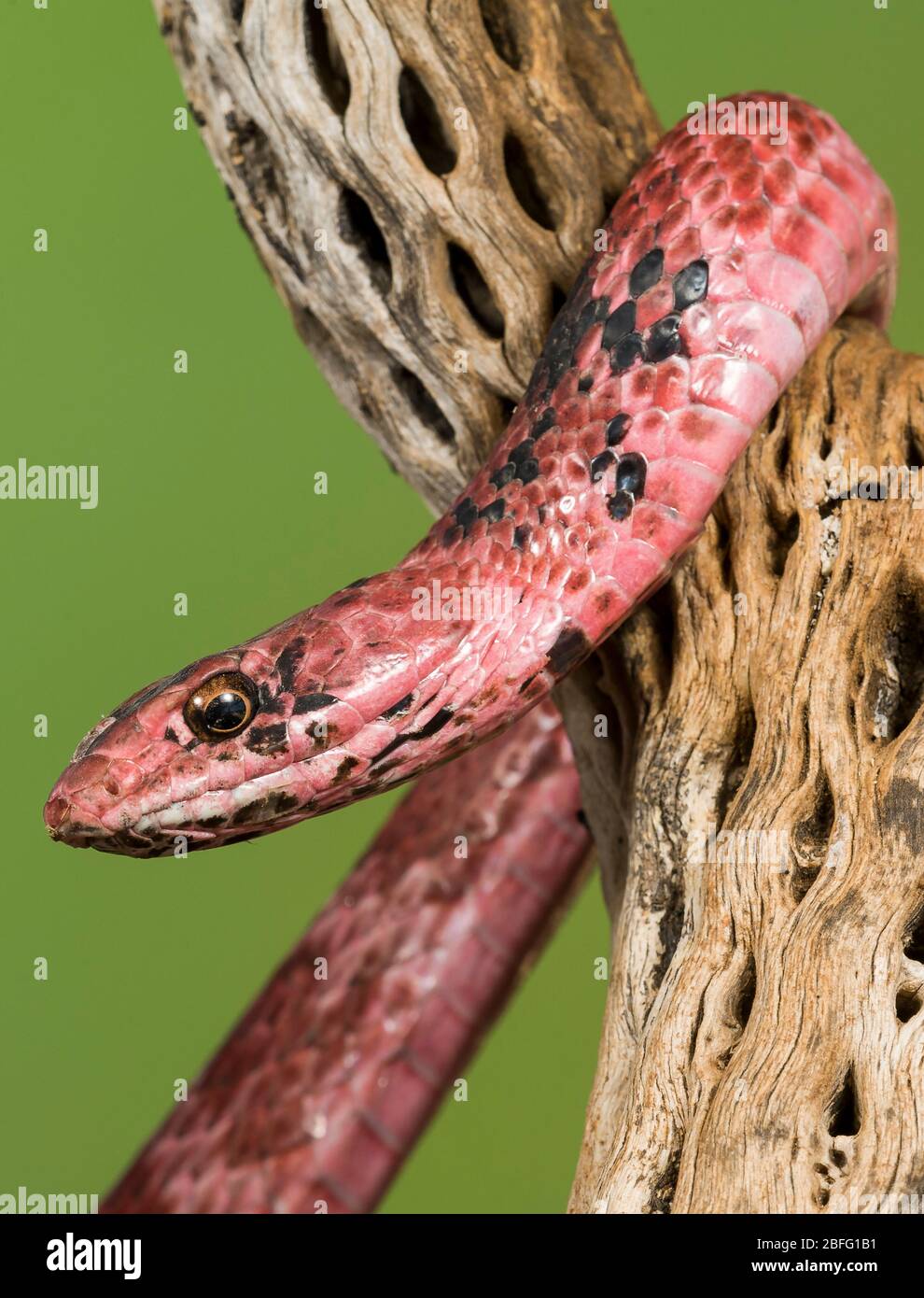 Coachwhip (Masticophis flagellum), Stati Uniti del Sud, pianura costiera, di Dominique Braud/Dembinsky Photo Assoc Foto Stock