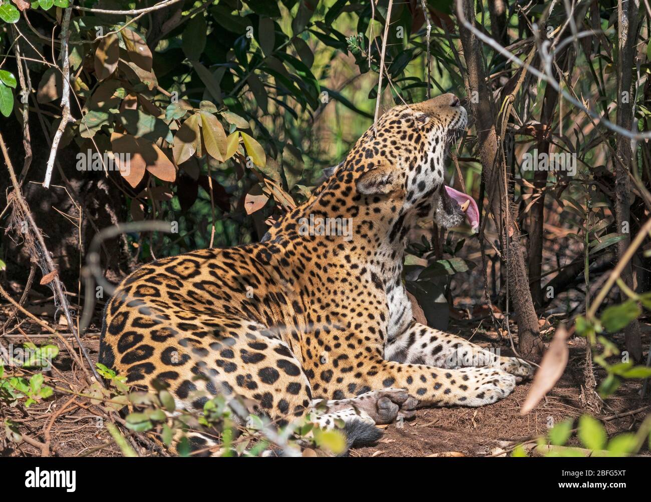 Jaguar che si innesca nella giungla nel Pantanal in Brasile Foto Stock