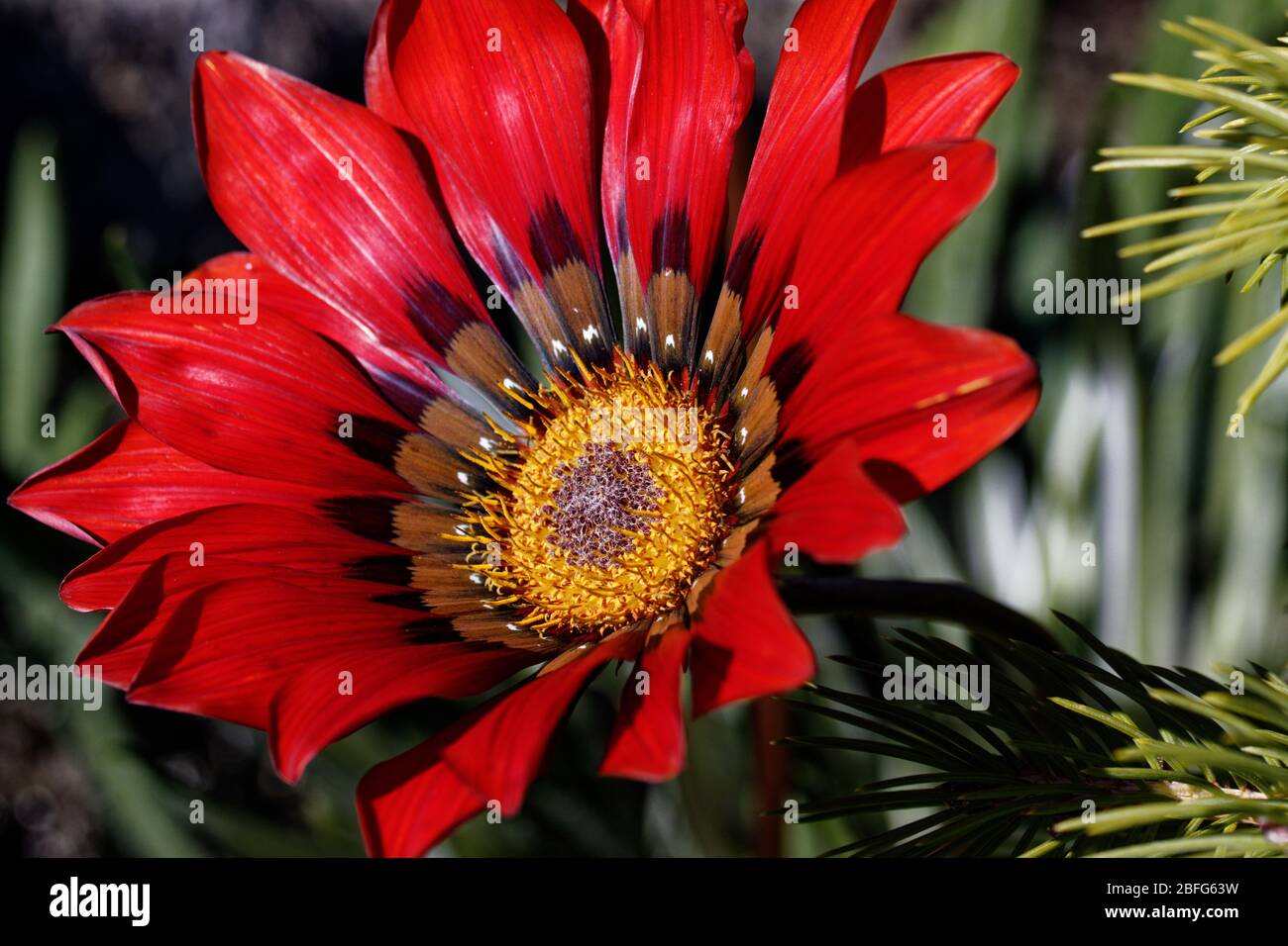 Gazania splendens Takatu Red. Fiori rossi profondi e sfrigolanti con un occhio centrale contrastante di giallo, crema e nero, oltre a verde intenso, fogliame attraente Foto Stock