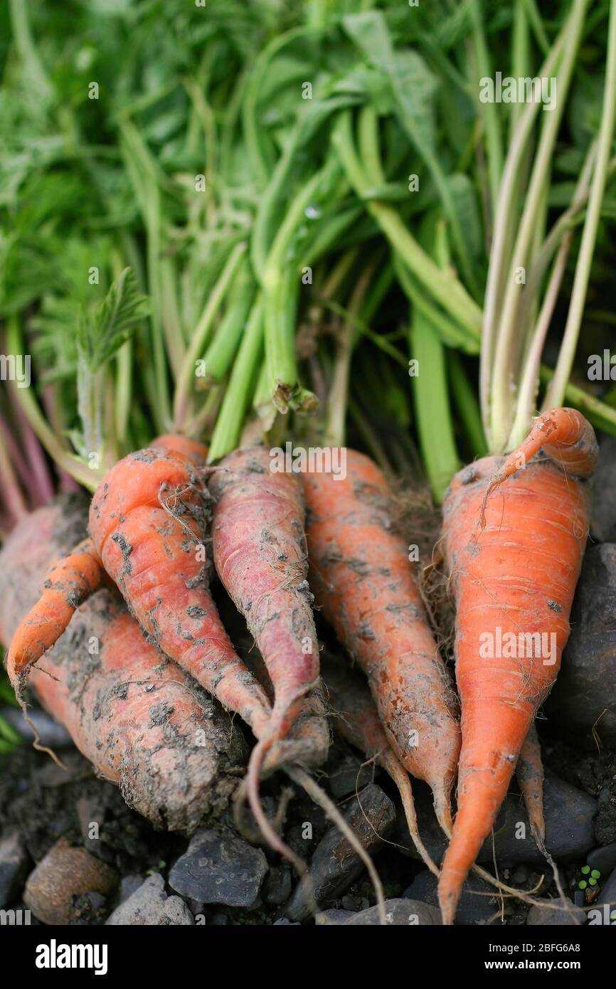Primo piano di molti scavare carote fresche a Yilan, Taiwan Foto Stock