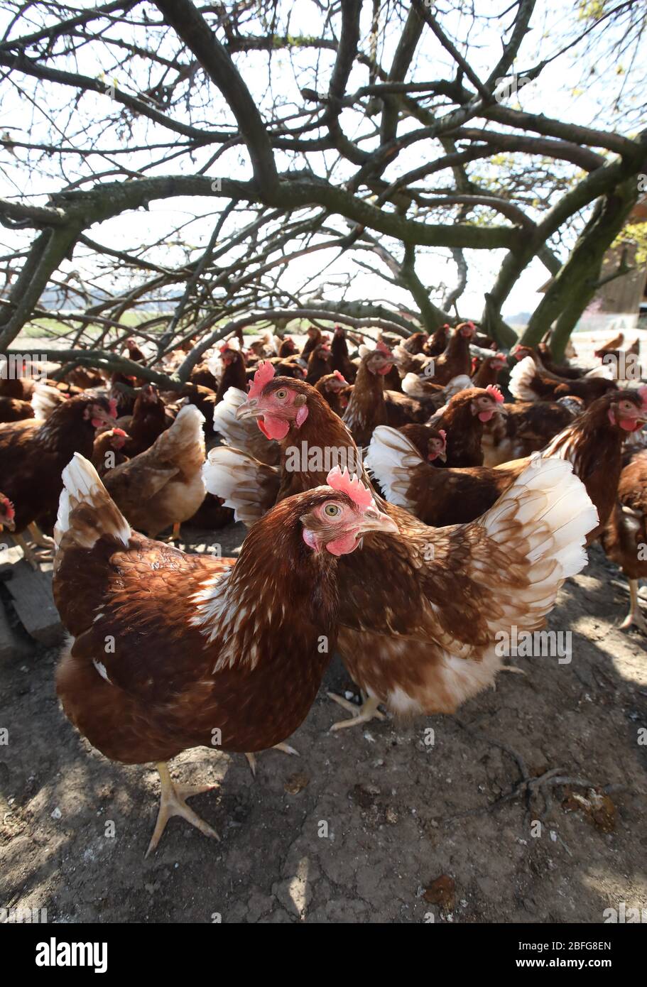 Galline ovaiole, razza Lohmann braun, Baviera, Germania Foto Stock