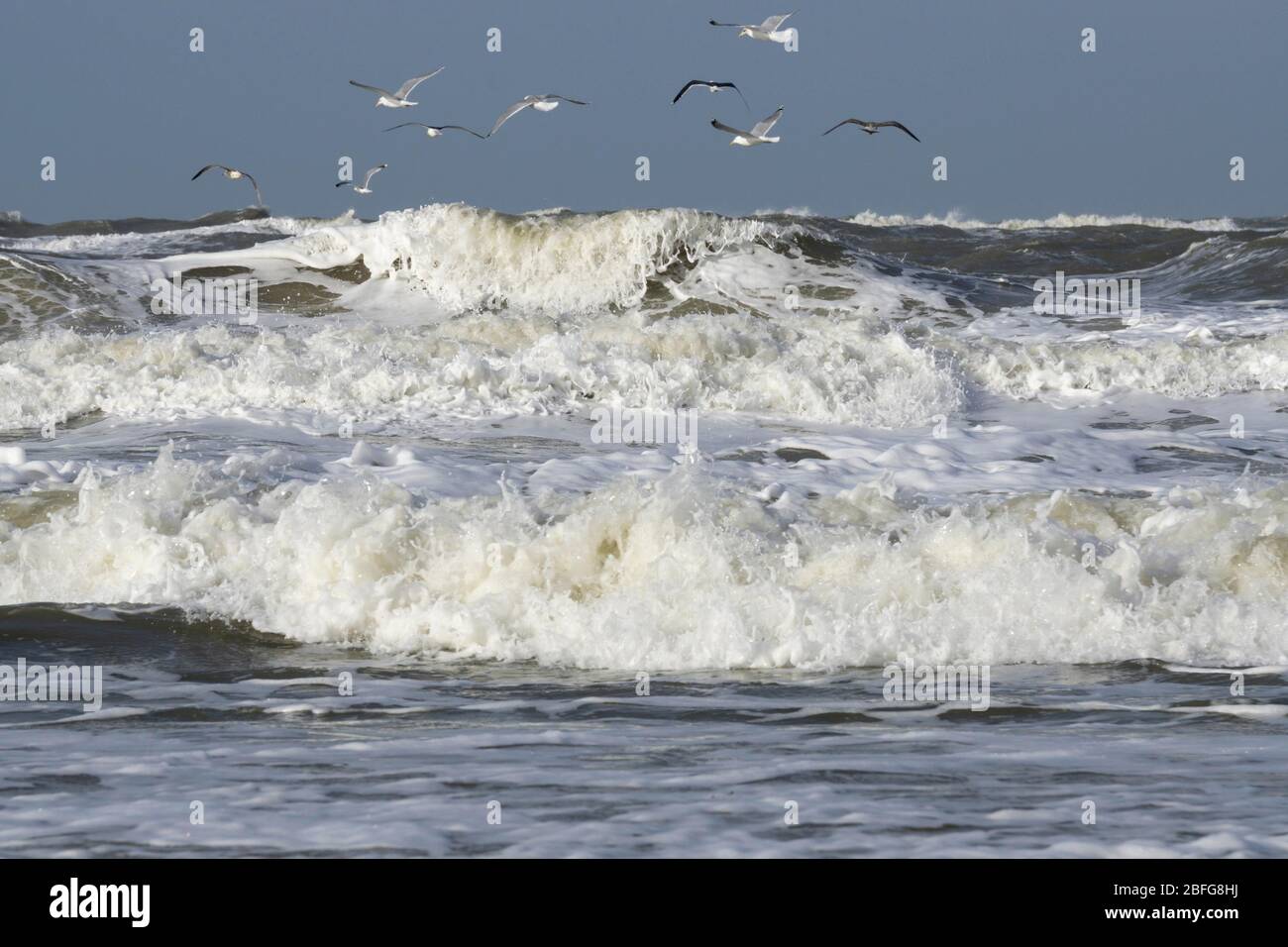 Gabbiani che sorvolano il mare del Nord, Sylt, l'isola della Frisia del Nord, la Frisia del Nord, lo Schleswig-Holstein, la Germania Foto Stock