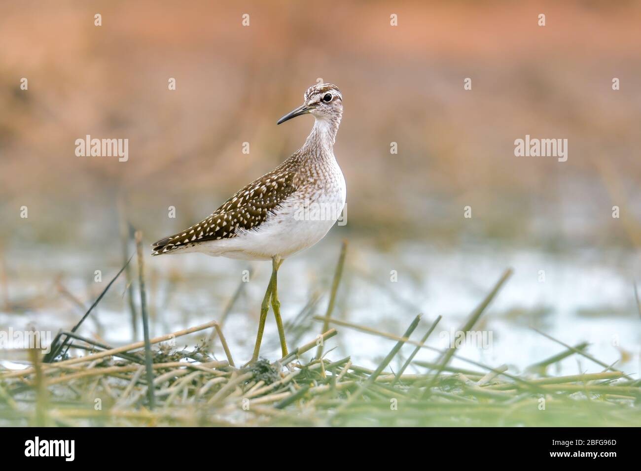 Wood sandpiper, Tringa glareola Foto Stock