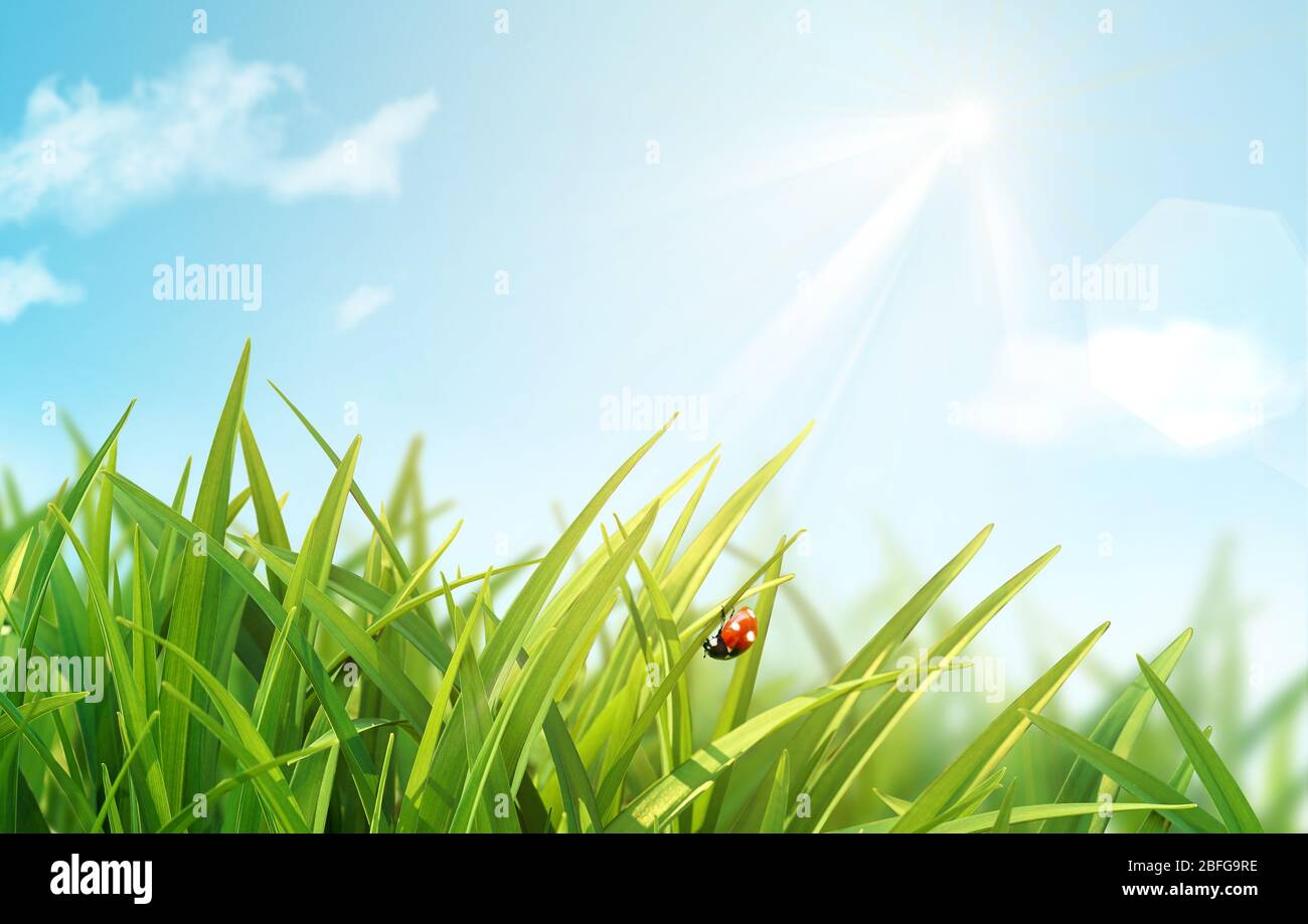 Primavera estate sfondo con erba fresca verde e ladybug su cielo blu brillante sfondo. Primo piano, macro. Foto Stock