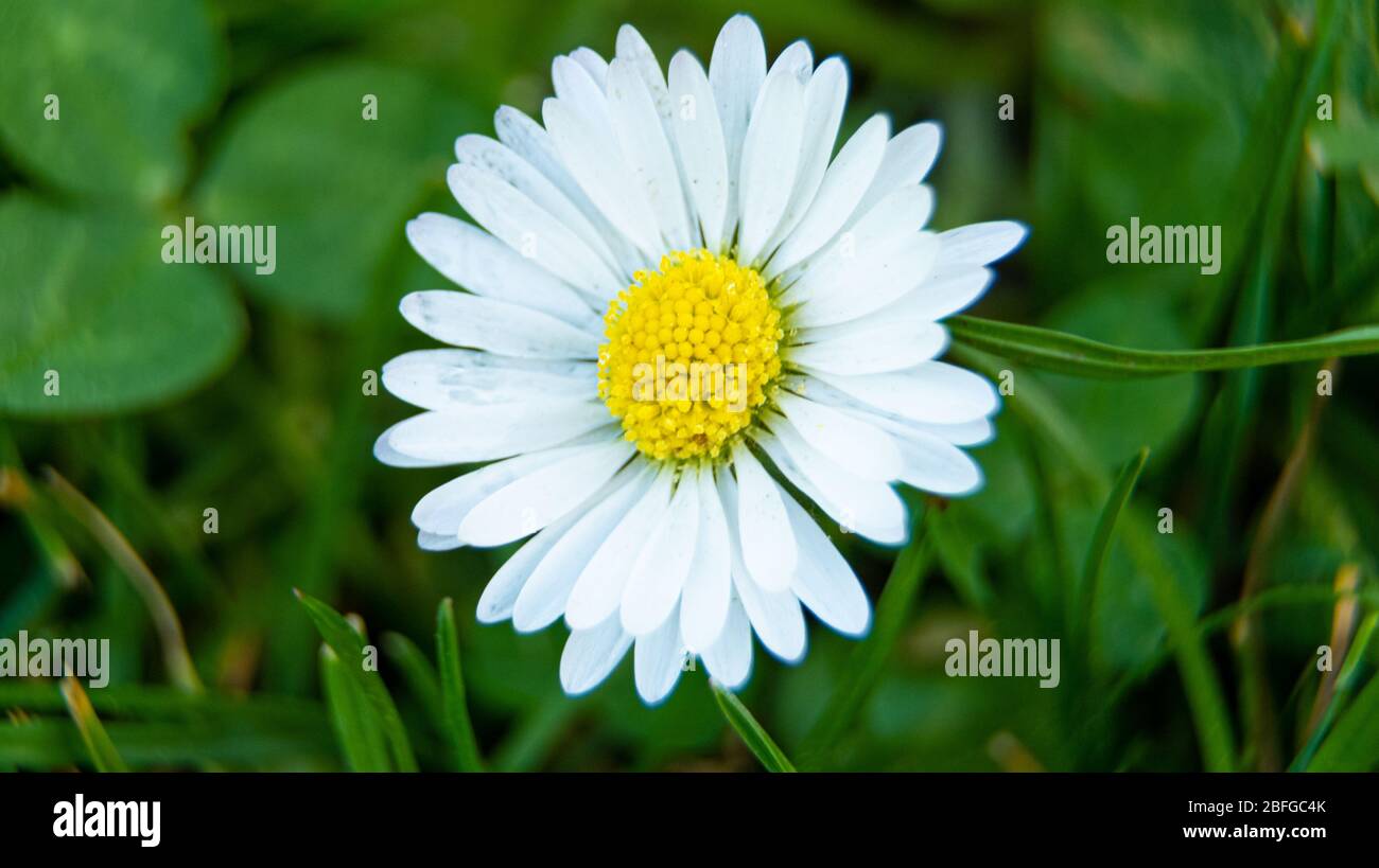 Macro scatto di un fiore marguerite Foto Stock