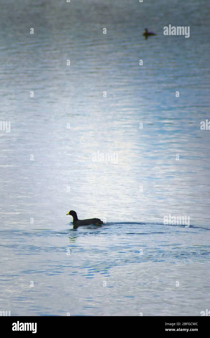 La follia armillata, dalle tonalità rosse, nuotata nelle acque del lago la Florida, a San Luis, Argentina. Foto Stock
