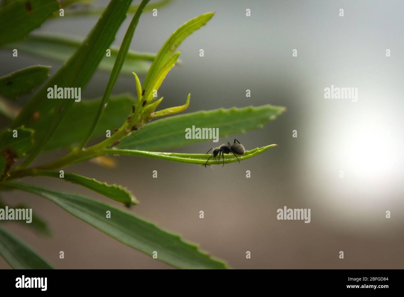 Falegname argentino (Camponotus mus) che cammina su una foglia. Esemplare macchiato vicino a San Luis, Argentina. Foto Stock