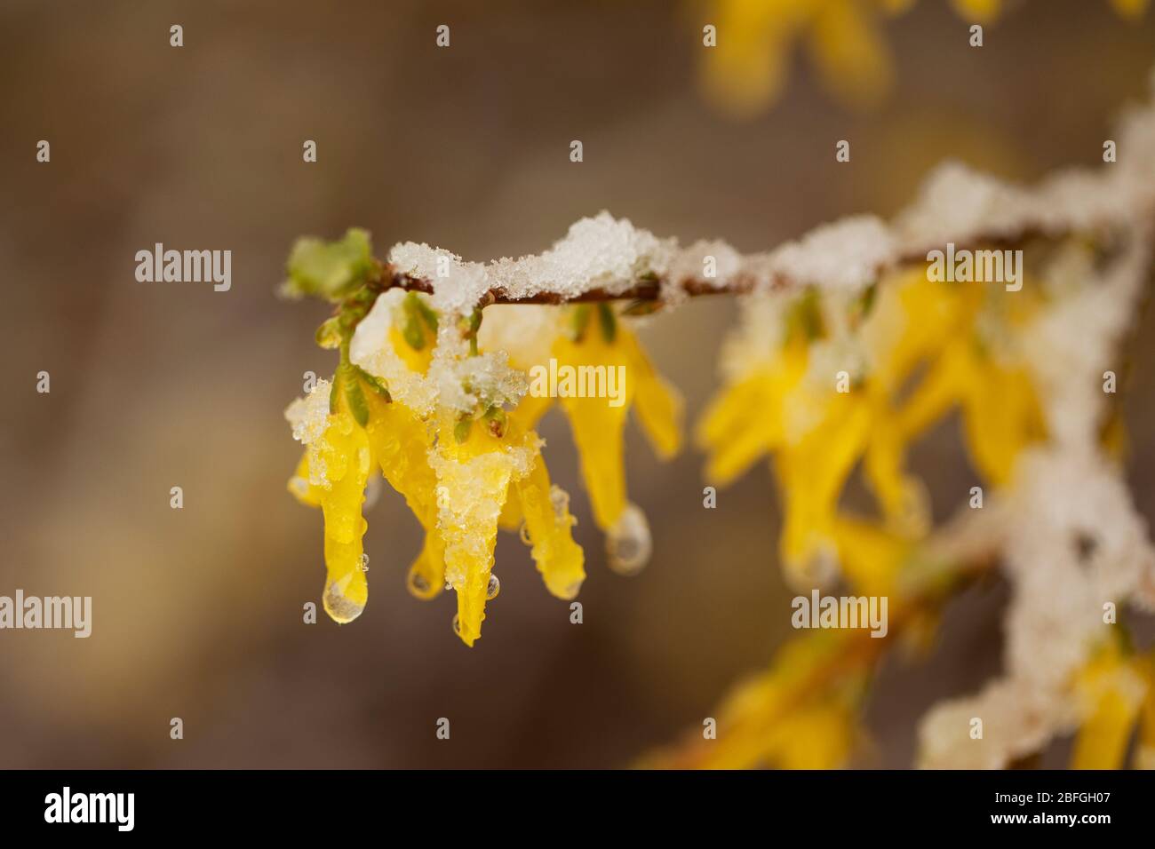 Forsythia × intermedia, o forsythia di confine, fiorente nel mezzo di una neve di aprile a Littleton, Massachusetts, Stati Uniti. Foto Stock