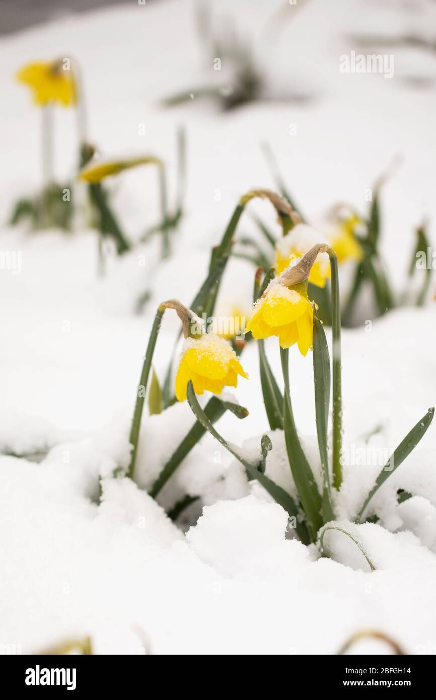 Narcisi gialli (Narcissus) fioriscono in una neve di aprile ad Acton, Massachusetts, Stati Uniti. Foto Stock