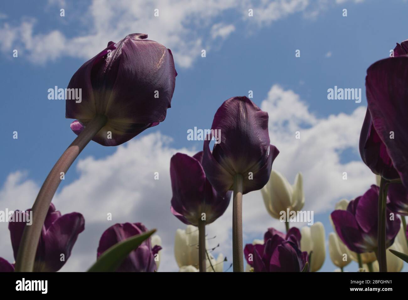 tulipani viola e bianchi che ondeggiano nel vento contro il cielo Foto Stock