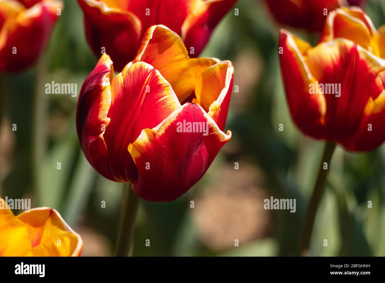 tulipani rossi che ondeggiano nella brezza primaverile Foto Stock