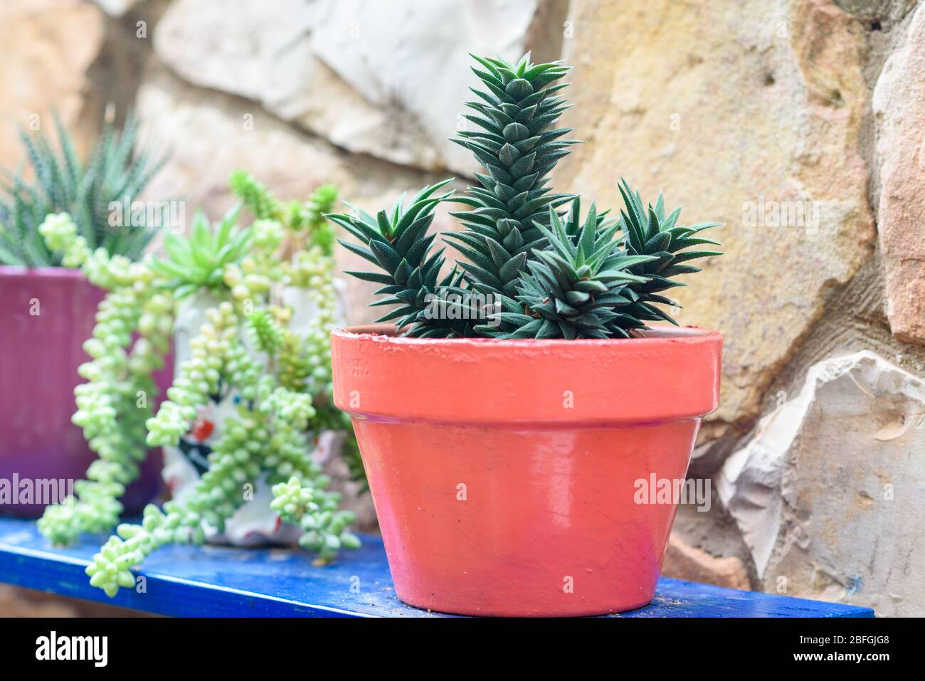 Vari Succulent Plants Pots a casereccia Blue Stand in UN giardino al Sunny Day. Foto Stock