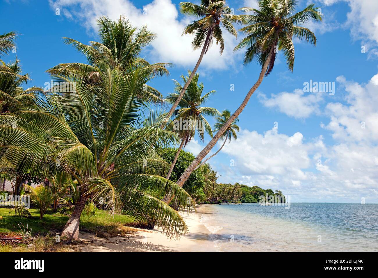 Palmenstrand in der Südsee, Pazifik Foto Stock