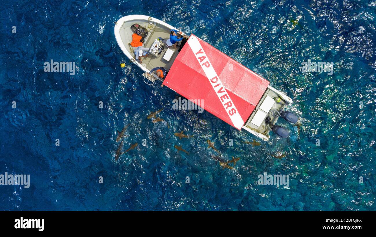 Haie schwimmen um Tauchboot herum Foto Stock