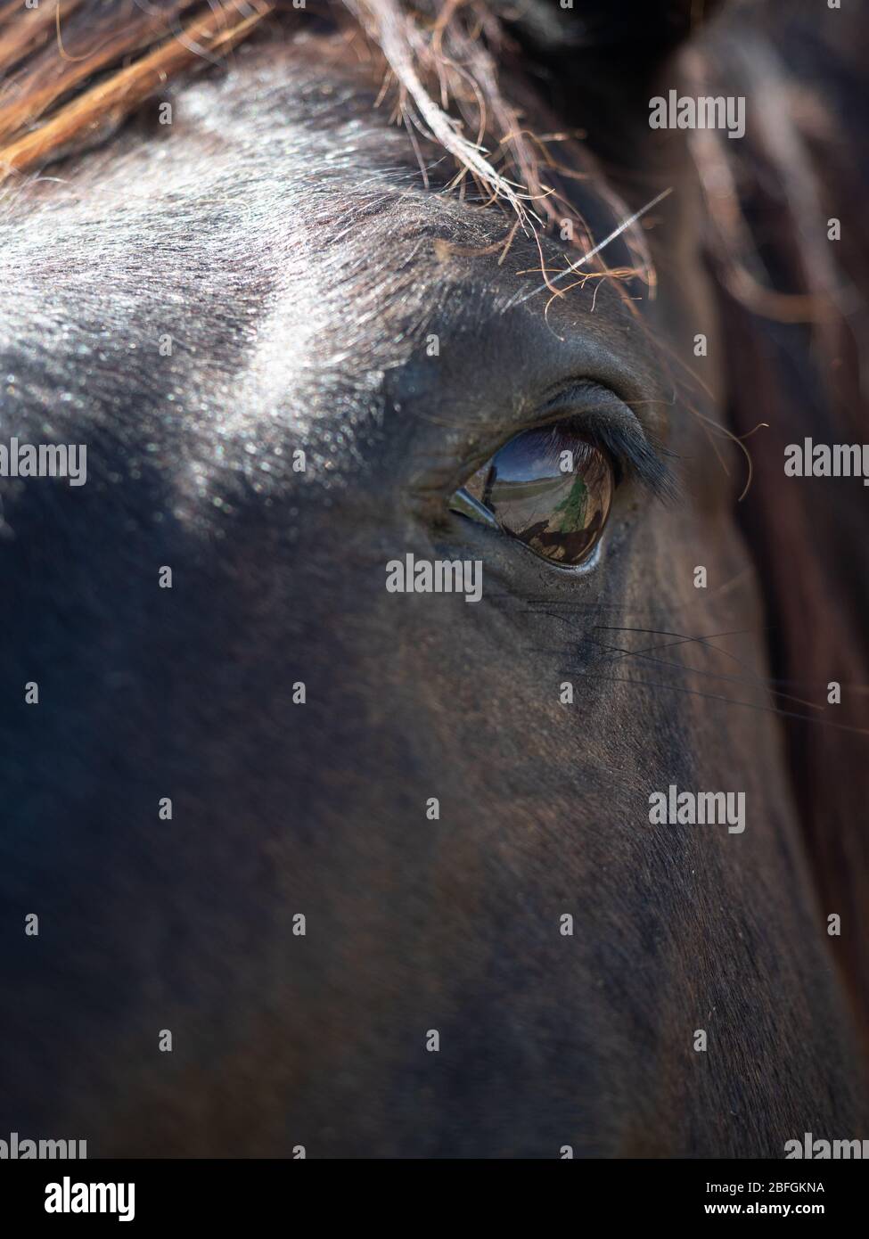 Estrema vicinanza dell'occhio sinistro di un cavallo di baia scuro con il sole sulla fronte. Foto Stock