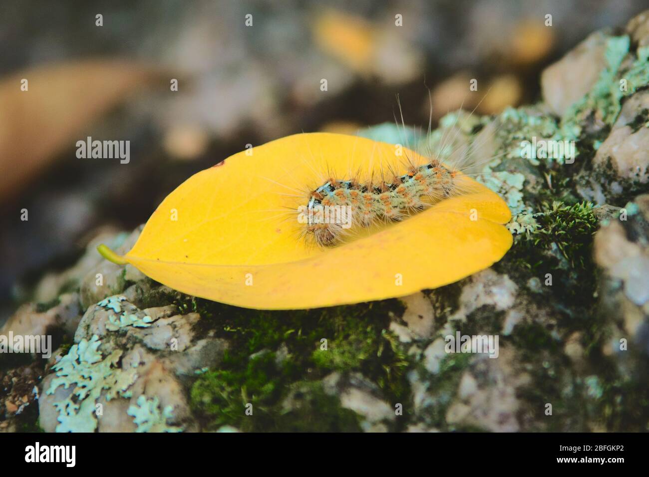 Caterpillar ha coperto i capelli urticanti come meccanismo di difesa, macchiato in una foresta a San Luis, Argentina. Foto Stock