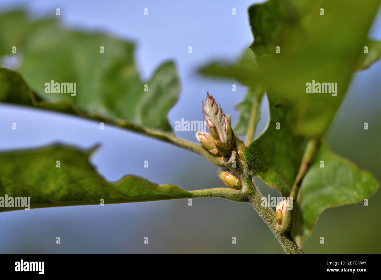 Giovani foglie di quercia nella primavera dell'anno. Foto Stock