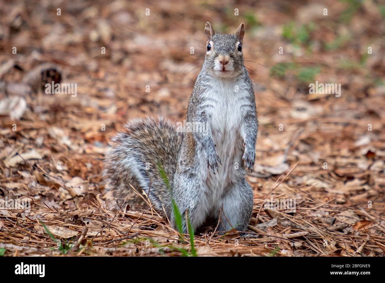 Scoiattolo grigio orientale sulle gambe posteriori con particolare attenzione. Ottimo per un ricordo. Carolina del Nord. Foto Stock
