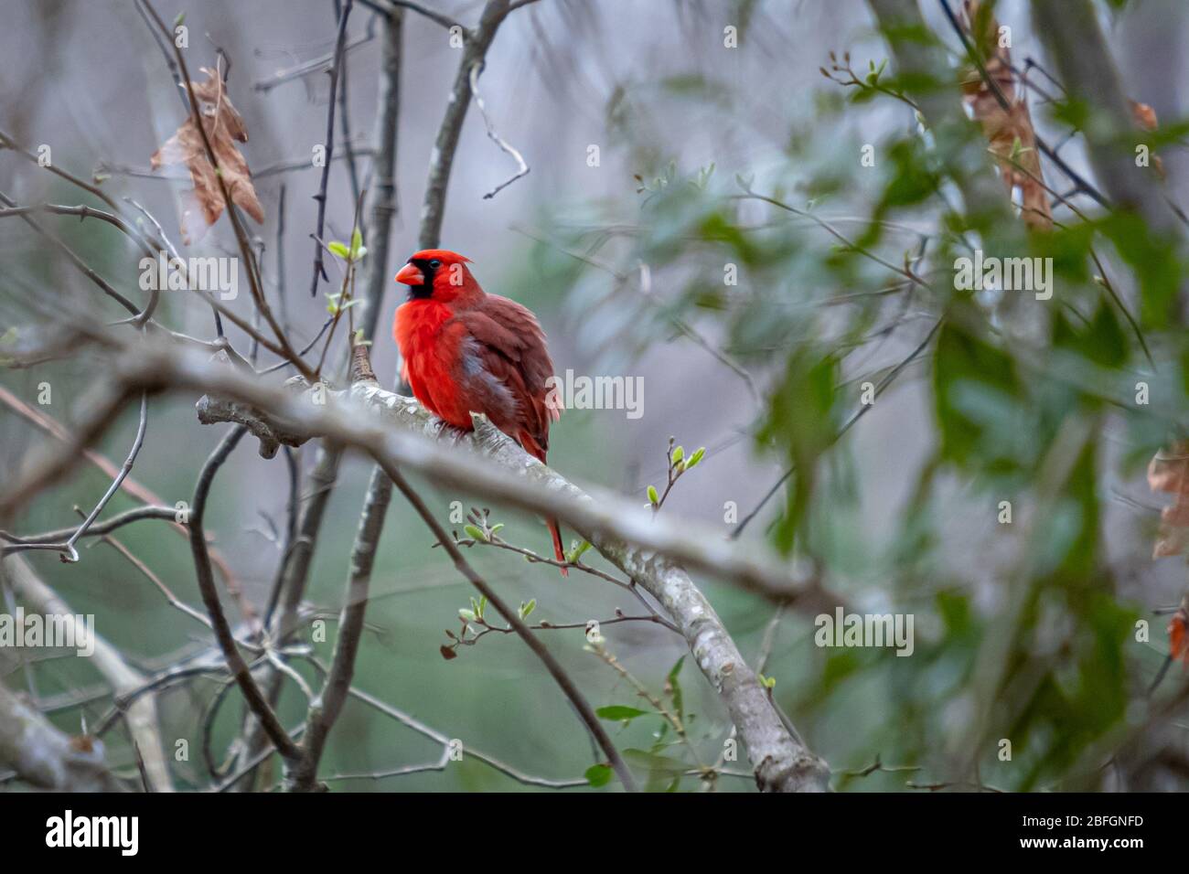 Un cardinale maschio rosso brillante sfrangia le sue piume. Contrasto forte con sfondo morbido. Foto Stock