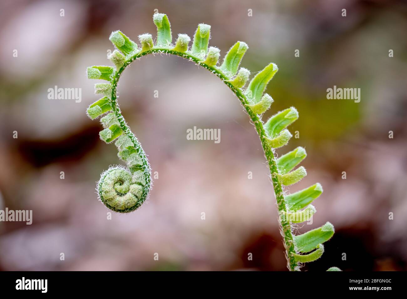 I Fiddleheads sono i fronti arricciati di felci trovati in primavera. Questa specie è una felce di Natale. Foto Stock