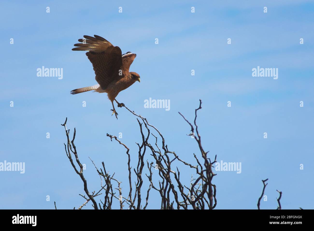 Chimango caracara (Phalcoboenus chimango), un rapitore di medie dimensioni nativo del cono meridionale. Foto Stock