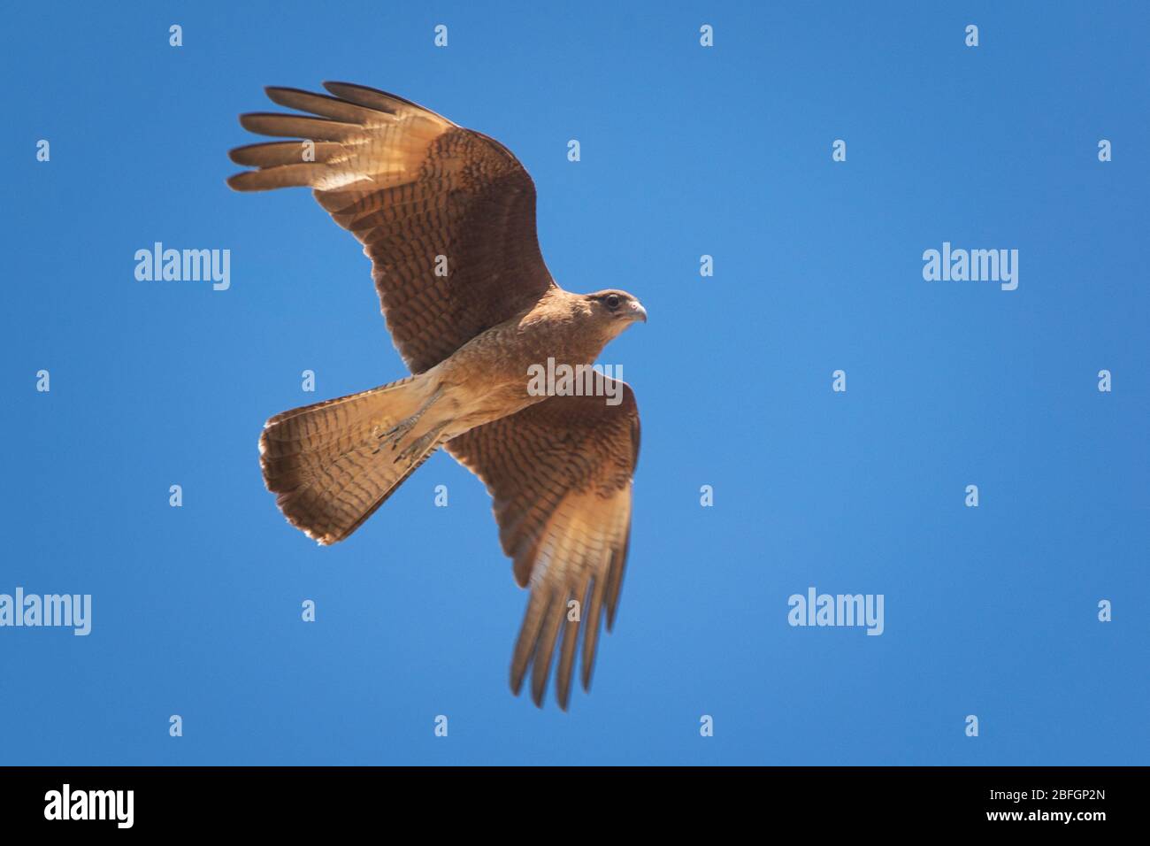 Chimango caracara (Phalcoboenus chimango), un rapper di medie dimensioni nativo del cono meridionale, che vola in una giornata di sole. Foto Stock