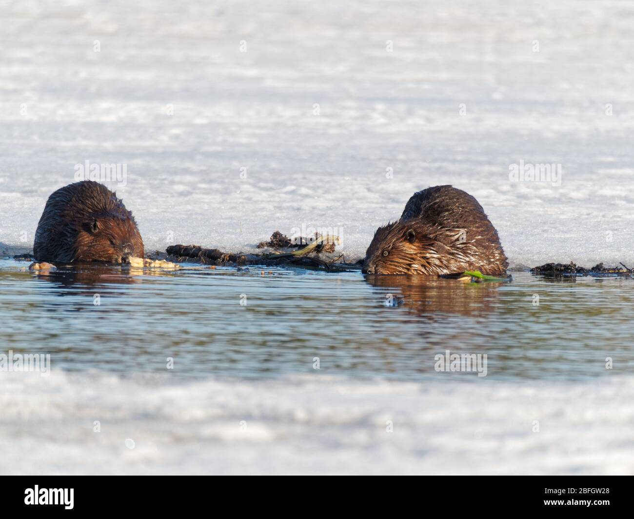 Quebec, Canada. Beavers su un lago ghiacciato Foto Stock