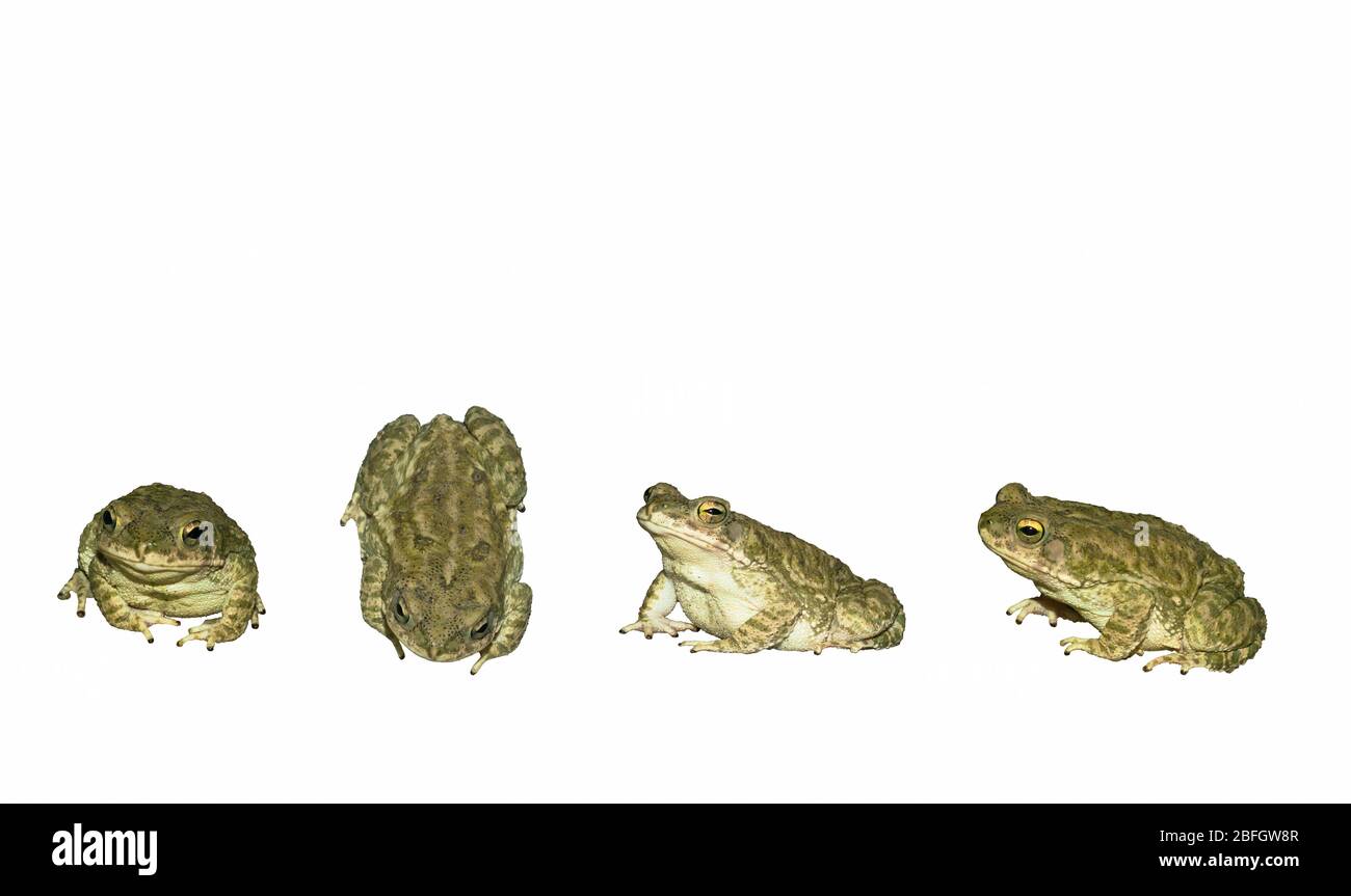 Primo piano foto di un comune toad su uno sfondo bianco. Angoli diversi. Foto Stock