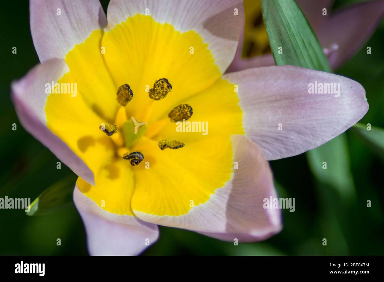 Tulipano STAMENS macro, primo piano di fiori primaverili in giardino, tulipano viola e giallo, flora stagionale Foto Stock