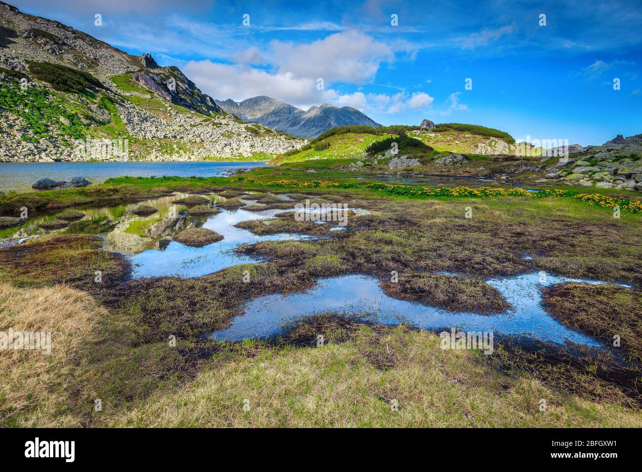 Maestoso lago ghiacciaio, fiori gialli alpini e ruscello tortuoso, Parco Nazionale Retezat, Carpazi, Romania, Europa Foto Stock