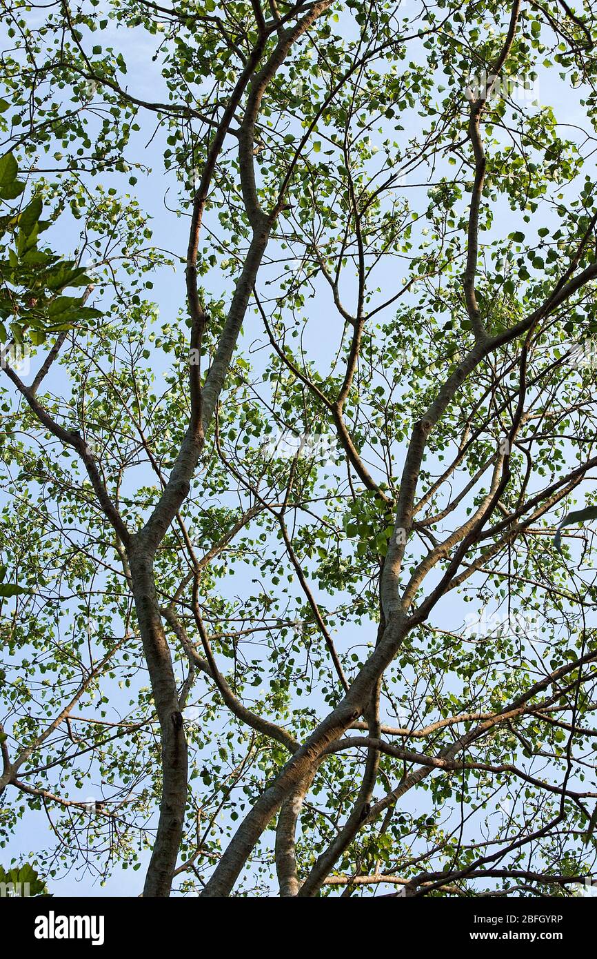 L'albero in Batiagata.Khulna, Bangladesh. Foto Stock