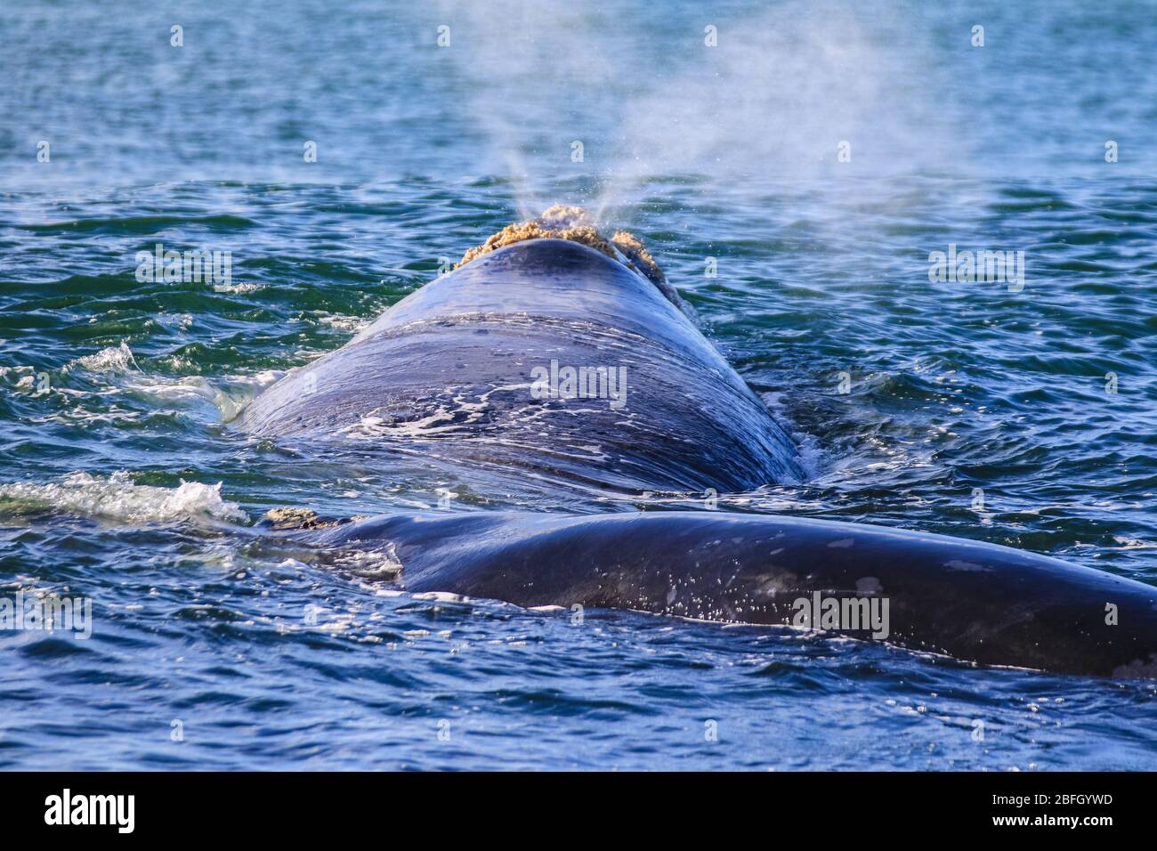 Balena destra meridionale che respira vicino alla superficie dell'acqua al di fuori di Hermanus di Città del Capo Foto Stock