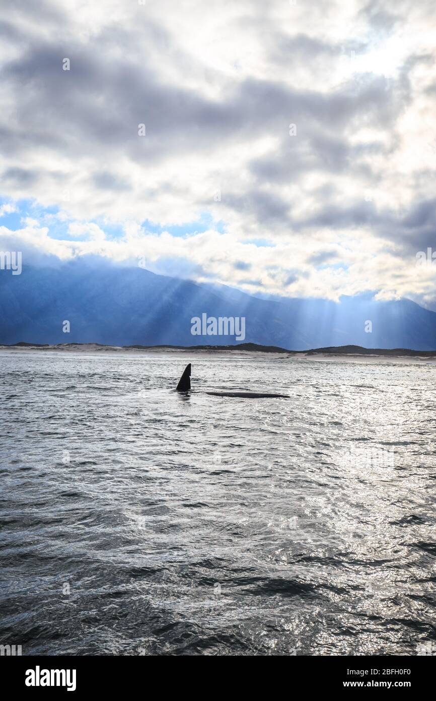 Balena destra meridionale che mostra le sue pinne vicino alla superficie dell'acqua a Hermanus di Città del Capo Foto Stock