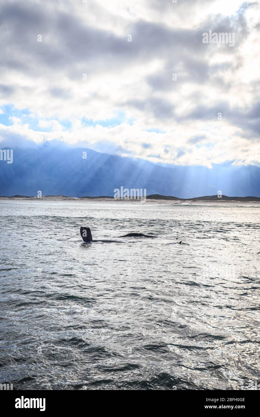 Balena destra meridionale che mostra le sue pinne vicino alla superficie dell'acqua a Hermanus di Città del Capo Foto Stock