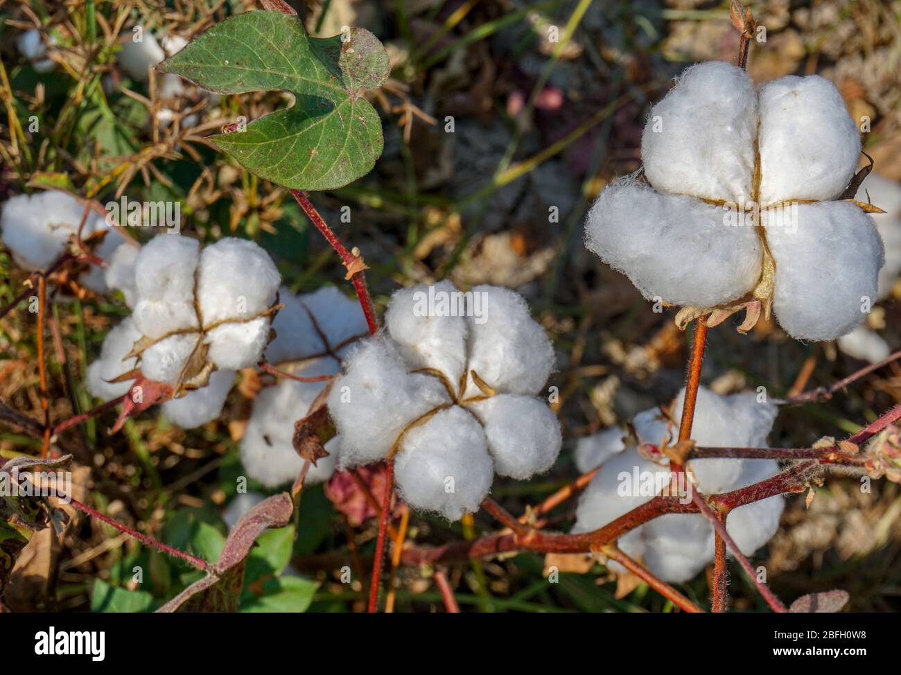 Close-up di capsule di cotone mature sul ramo Foto Stock