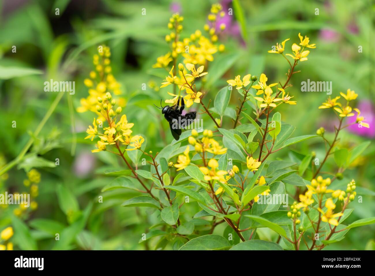 Una ape carpentiera (Xylocopa), nutrirsi di nettare da qualche sottile Glodshower (Galphimia gracilis). Fiori Foto Stock
