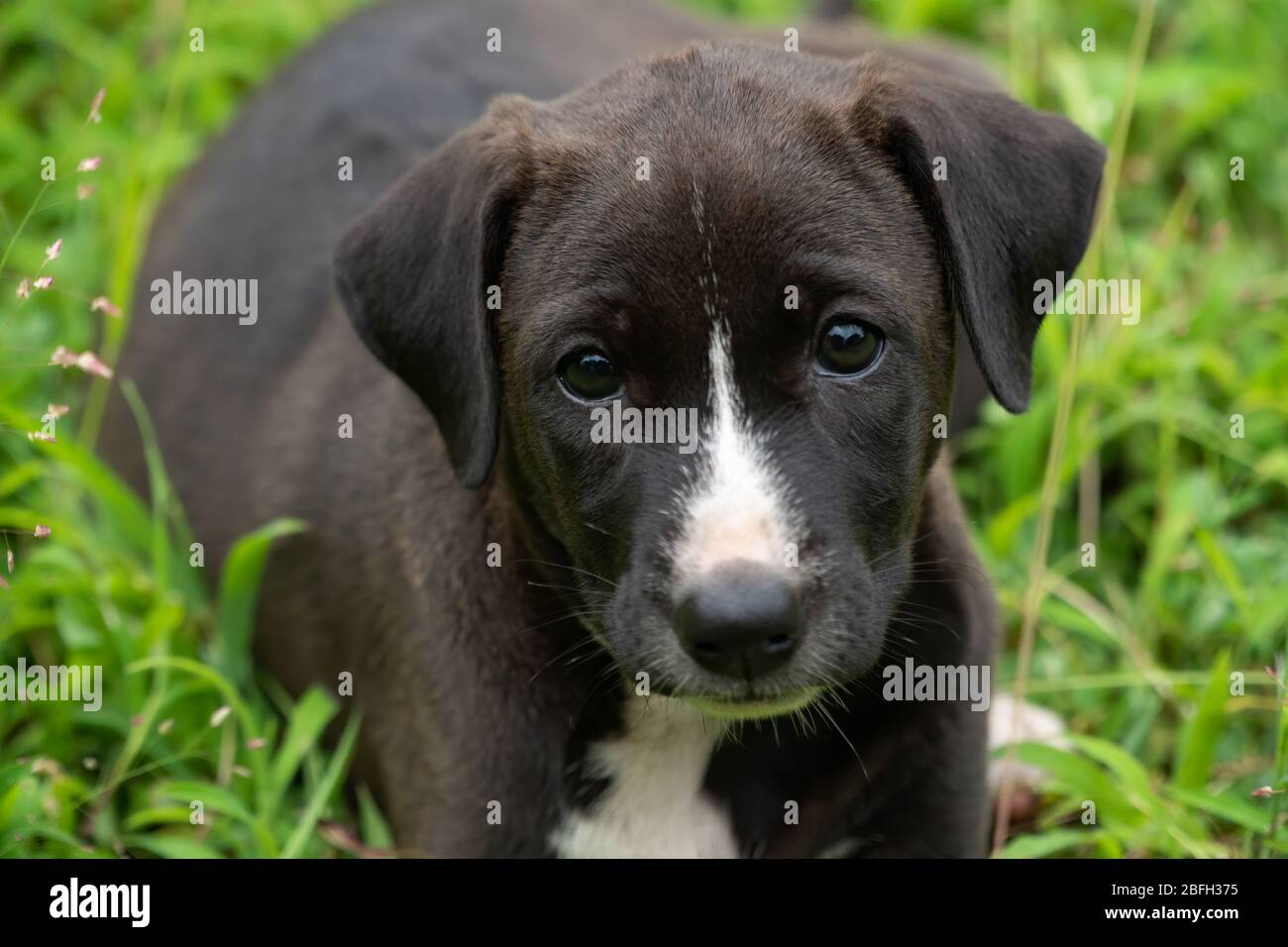 Il nostro animale domestico di famiglia, un cucciolo mongrel bianco e nero che staring a destra dentro me e che posa per il colpo. Foto Stock