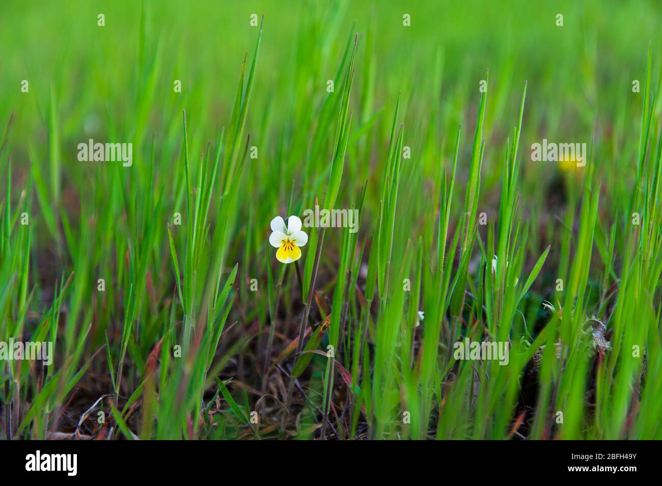 Vista ad angolo basso su un singolo campo pansy (Viola arvensis) tra giovani stocchi freschi di erba Foto Stock