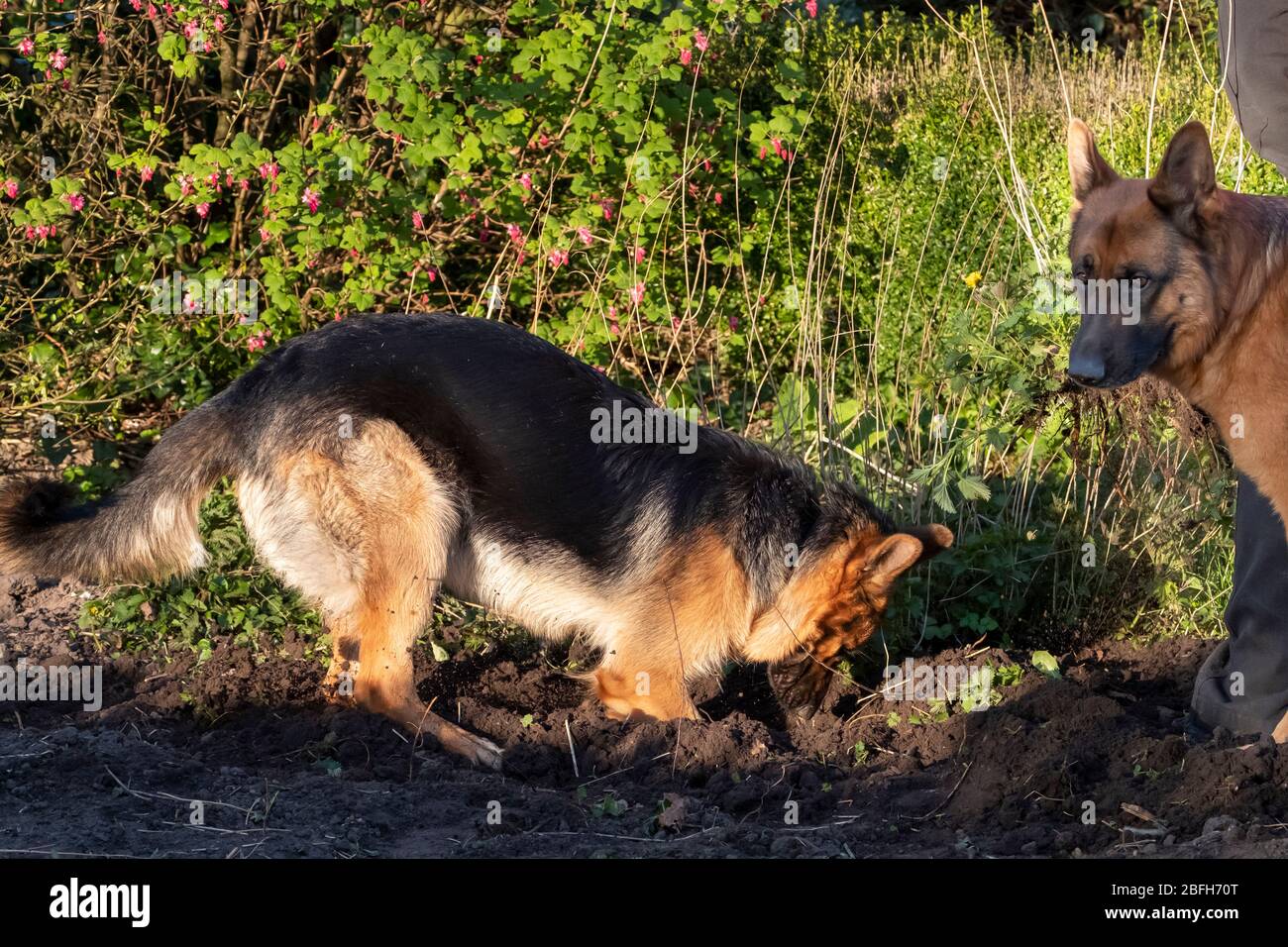 Un giovane pastore tedesco gioca in primavera pomeriggio, scavando nel giardino, il cane più anziano sta guardando. Foto Stock