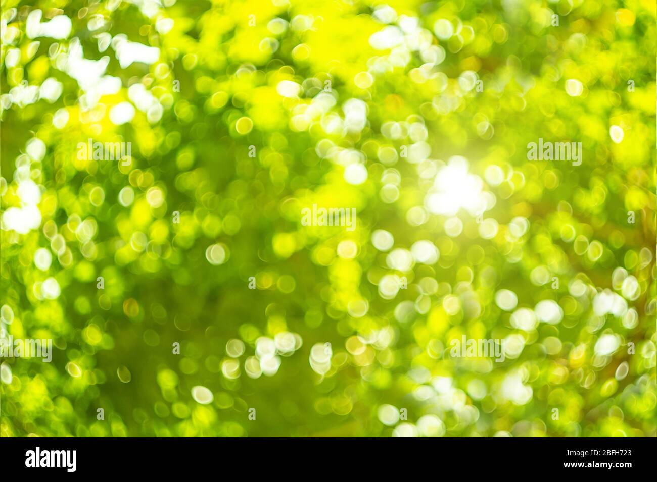 sfondo verde bokeh per natura o verde concetto di natura. Foto Stock